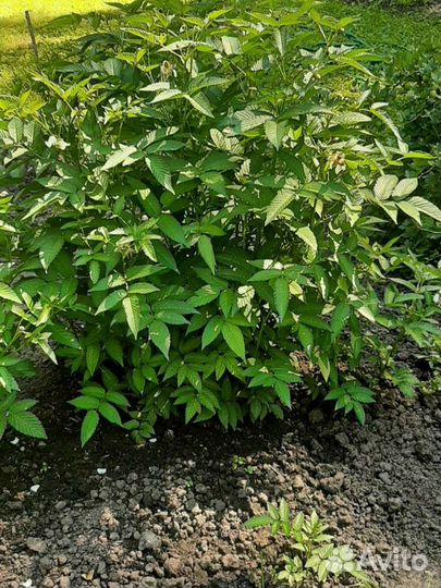 Саженцы тибетской розолистной малины