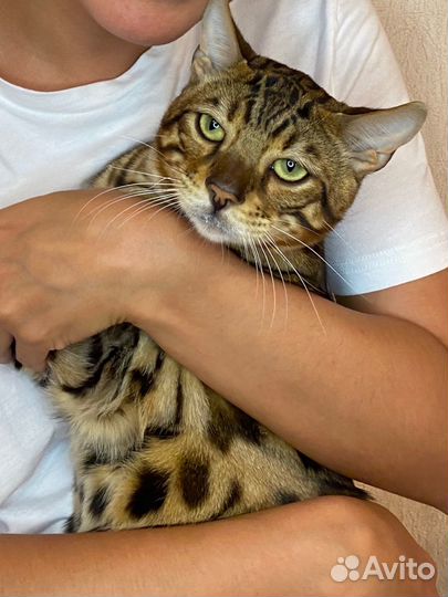 Бенгальская