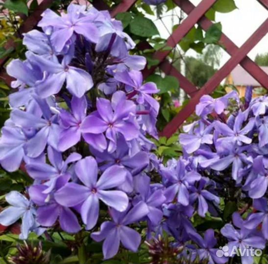 Флоксы сортовые