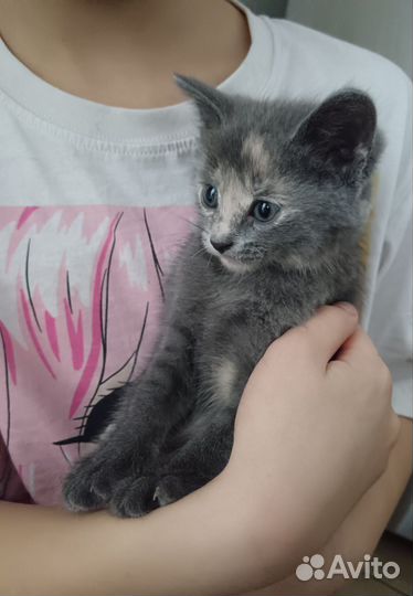 Отдам котёнка