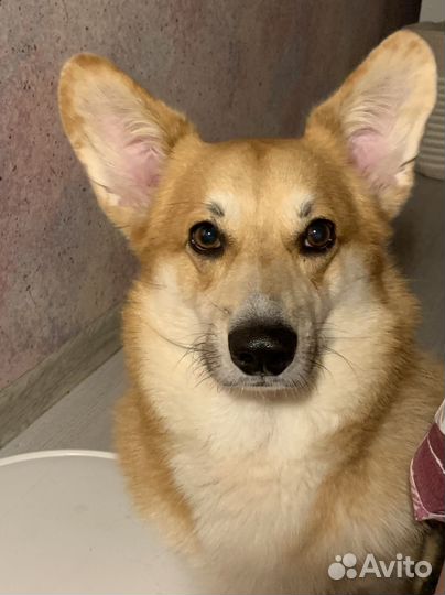 Выгул собак, передержка, котоняня