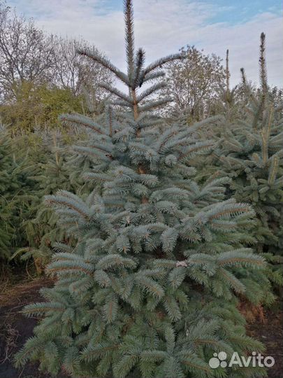 Зеленые ели