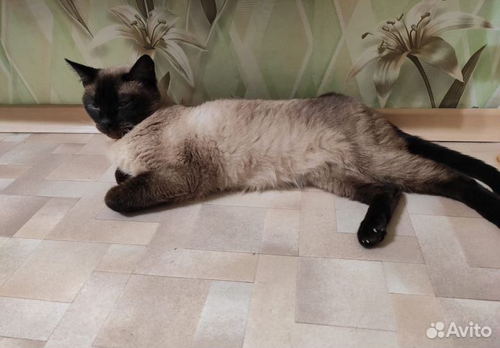 Передержка животных, домашняя гостиница