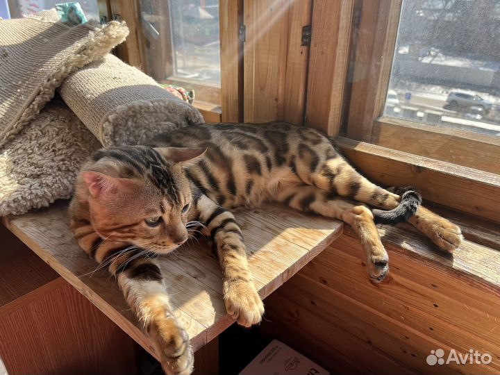 Бенгальский котик для Вашей кошечки