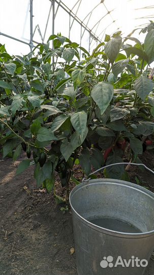 Халапеньо семена перца