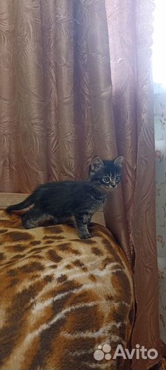 Котята в добрые руки бесплатно