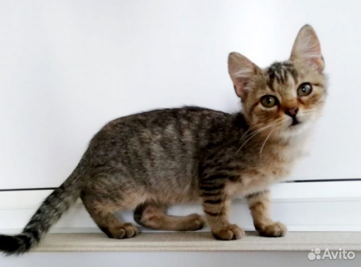 Кошка в дар