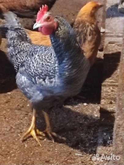 Петухи Брама, доминанта