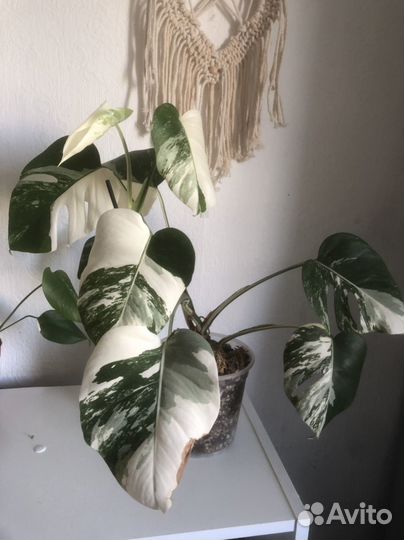 Монстера Альба