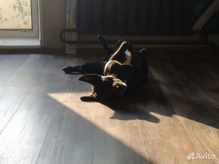 Собака в добрые руки