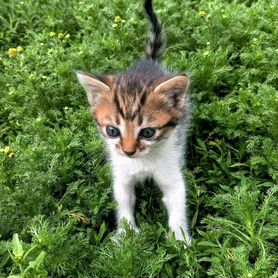 Котята в добрые руки бесплатно