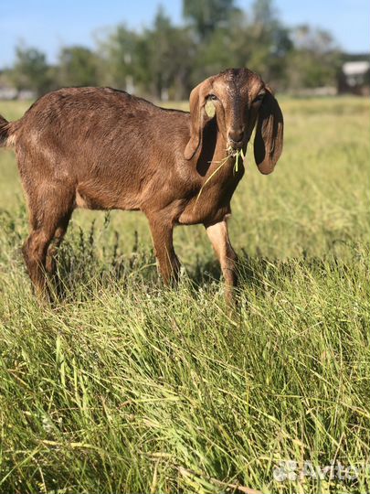 Козочка нубо-битал