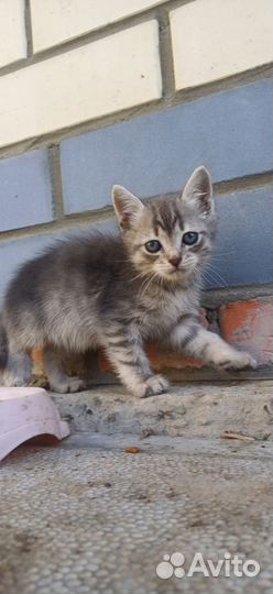 Красивые котятки бесплатно