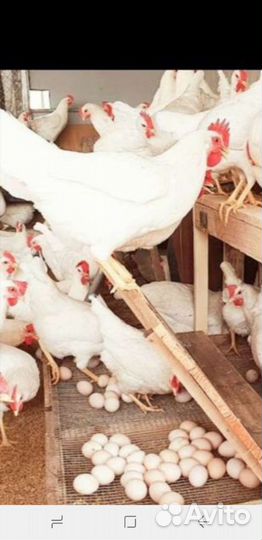 Коралл молодка