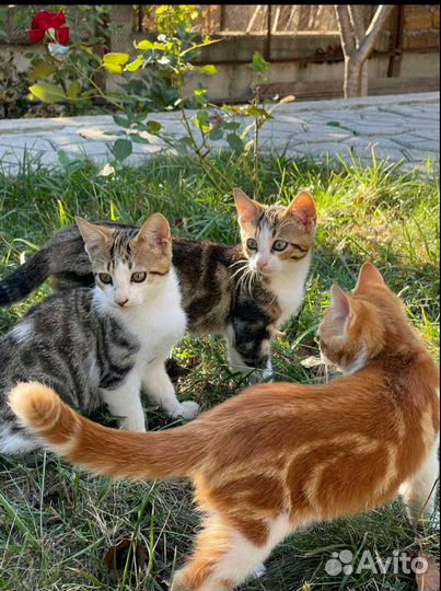 Отдам в добрые руки котят