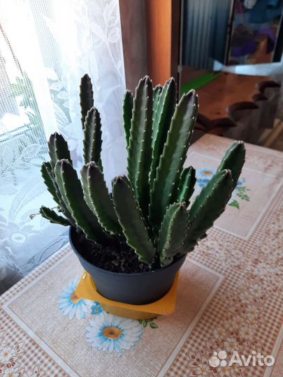Комнатные растения