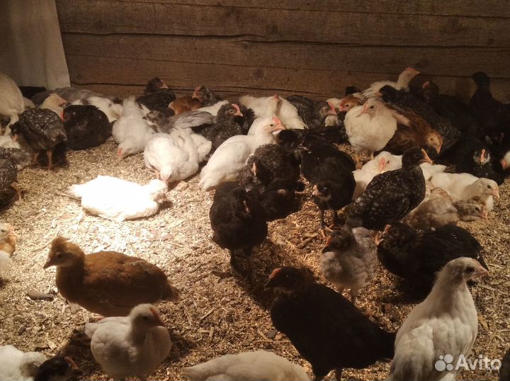 Продам двухмесячных петушков