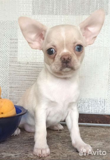 Эксклюзив. Кремушка с разными глазками