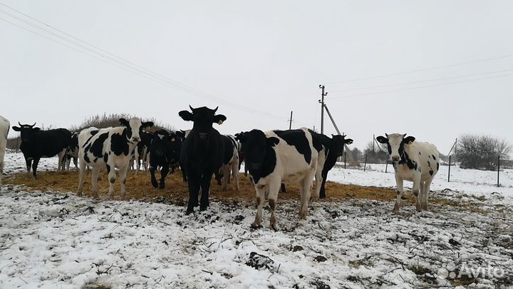 Нетели и тёлки