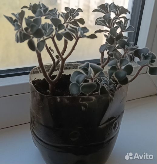 Комнатные цветы