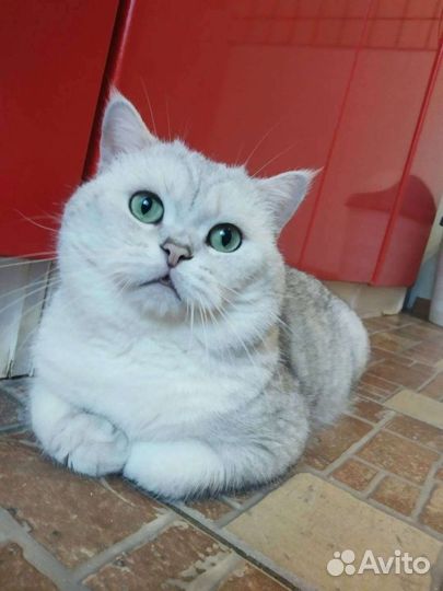 Кот Бакс в драгоценной шубке. Вязка