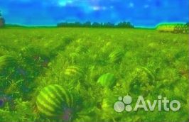 Арбузы Оптом