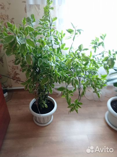 Бенджамина