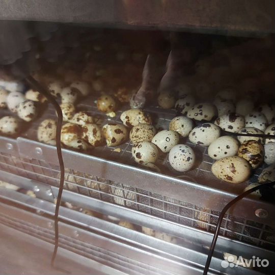 Перепела несушки