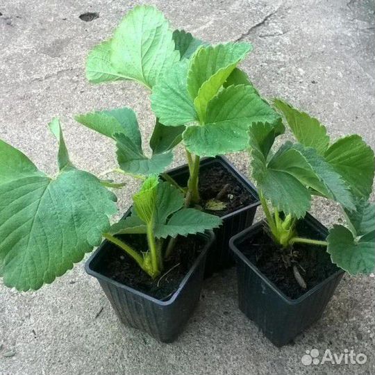 Рассада клубники