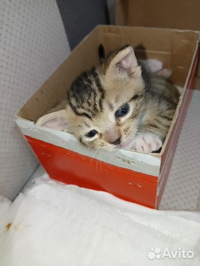 Котенок мальчик 1 месяц