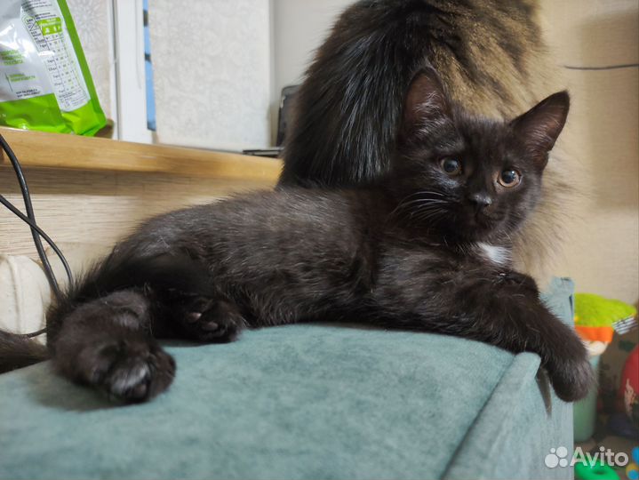 Котёнок мейн-кун метис