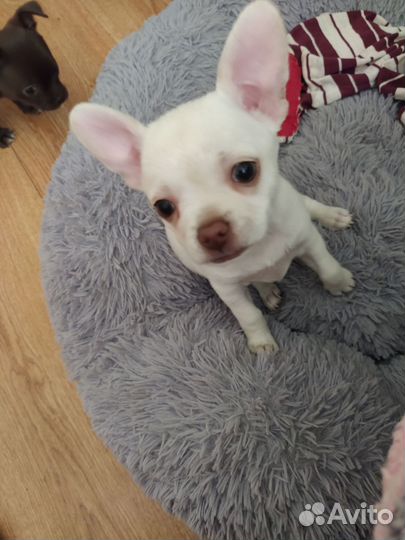 Щенки чихуахуа