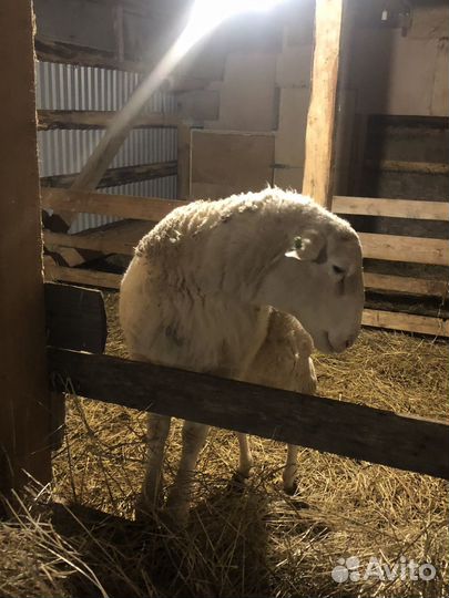 Бараны дорпер