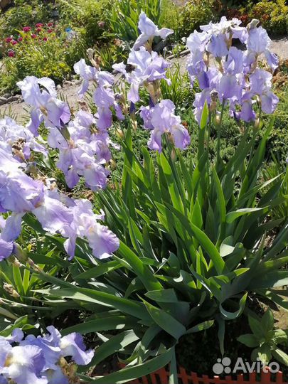 Садовые многолетние цветы