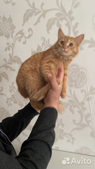 Котята