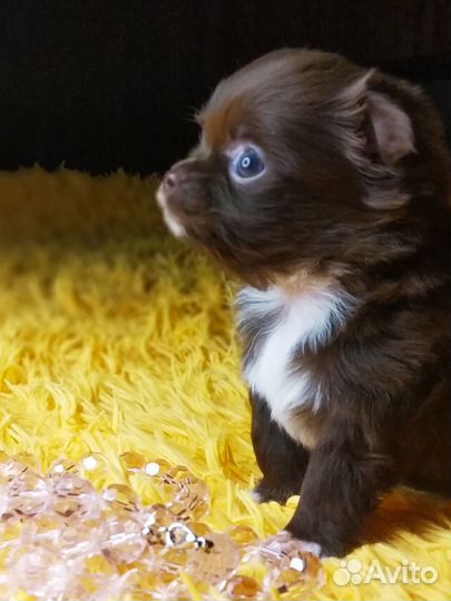 Чихуахуа маленький мальчик