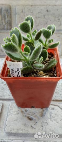 Суккуленты
