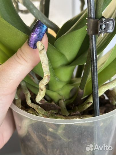 Орхидея абба