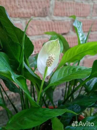 Спатифиллум