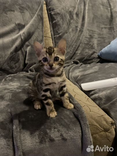 Бенгальские котята