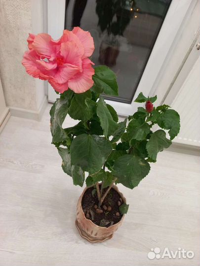 Сортовые гибискусы