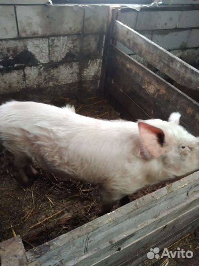 Хряк помесь