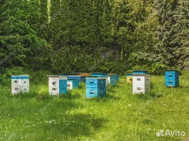 Разнотравье мед 2023