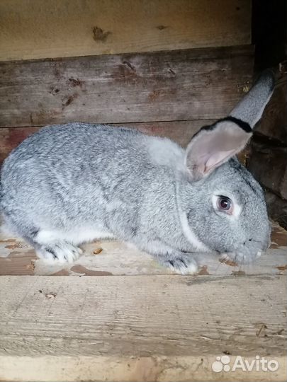 Кролики мясных пород великаны