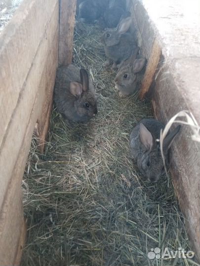 Кролики от 2 до 10 мес