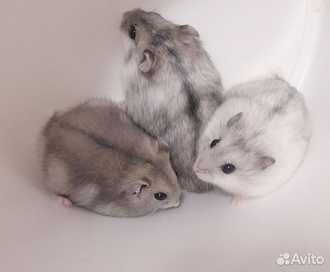 Джунгарский хомяк породистый