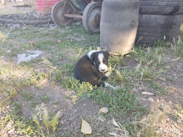 Отдам щенков