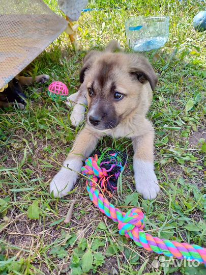 Лайчата. В дар