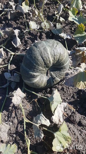 Тыква жаба мраморная,и лазурная