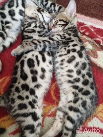 Бенгальский котенок(девочка)